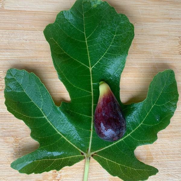 Petit Negri Fig Cutting - Dingdong's Garden