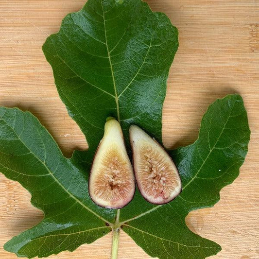 Petit Negri Fig Cutting - Dingdong's Garden