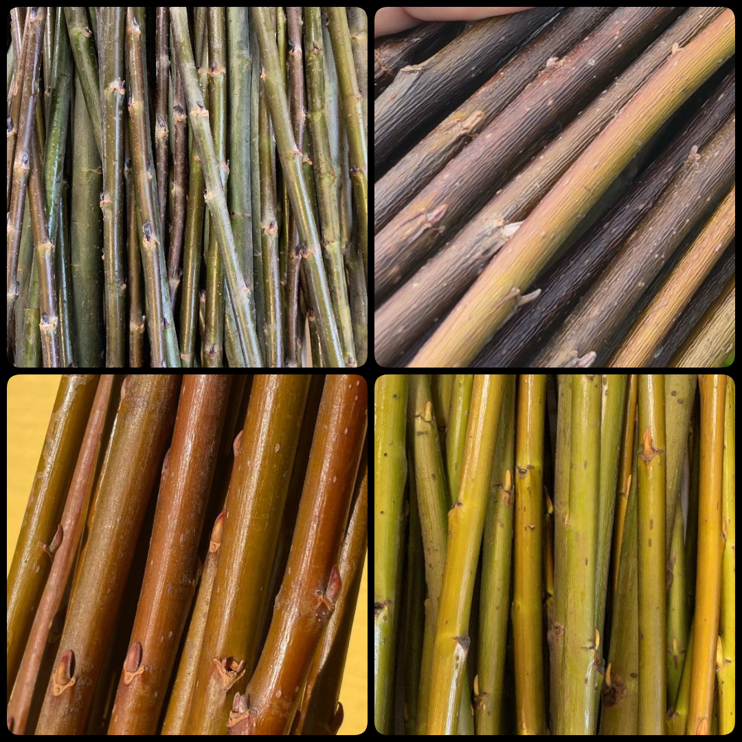 Pacific Northwest Native Willow Collection - Sitka, Pacific, Hooker, MacKenzie - 8pc