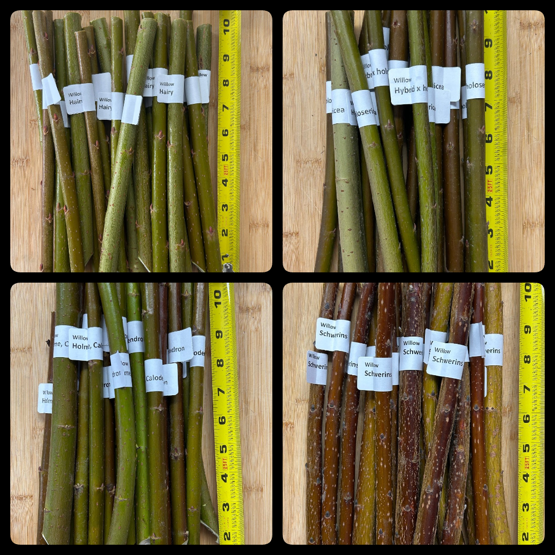 Willow Woodchip/Kindling/Biomass Collection (Hairy, Holme, Hybrid, Schwerin) - 8pc