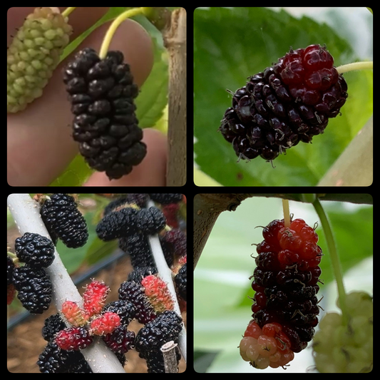 Colder Hardy Mulberry Collection - Kip Parker, Italian, Galicija, Illinois Everbearing - 4pc