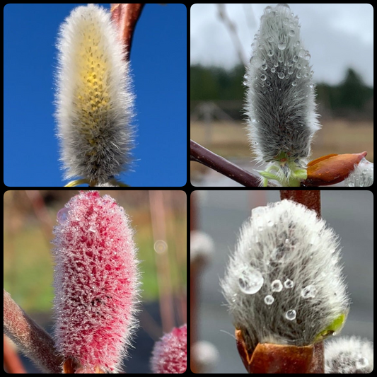 Bountiful Catkin Willow Collection - S365, Winter Glory, Mount Aso, Smith's