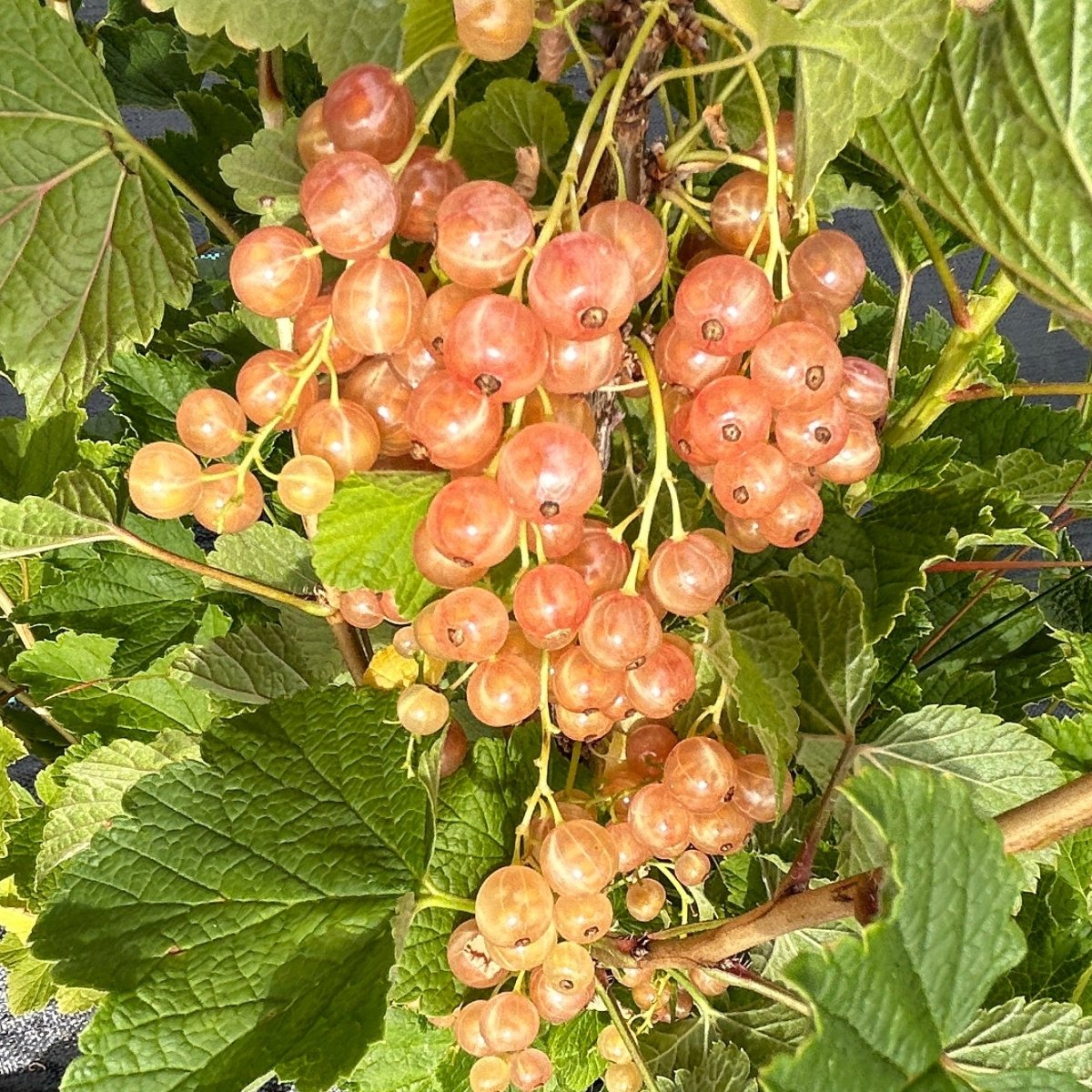 Pink Champagne Red Currant Cutting - Dingdong's Garden
