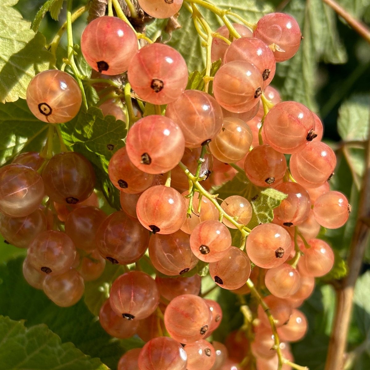 Pink Champagne Red Currant Cutting - Dingdong's Garden