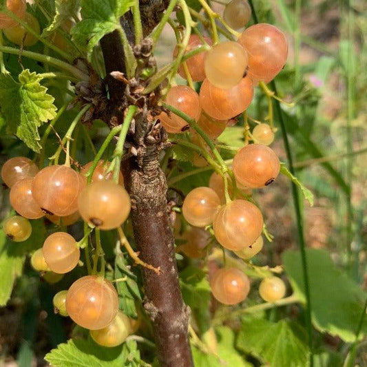 Pink Champagne Red Currant Cutting - Dingdong's Garden