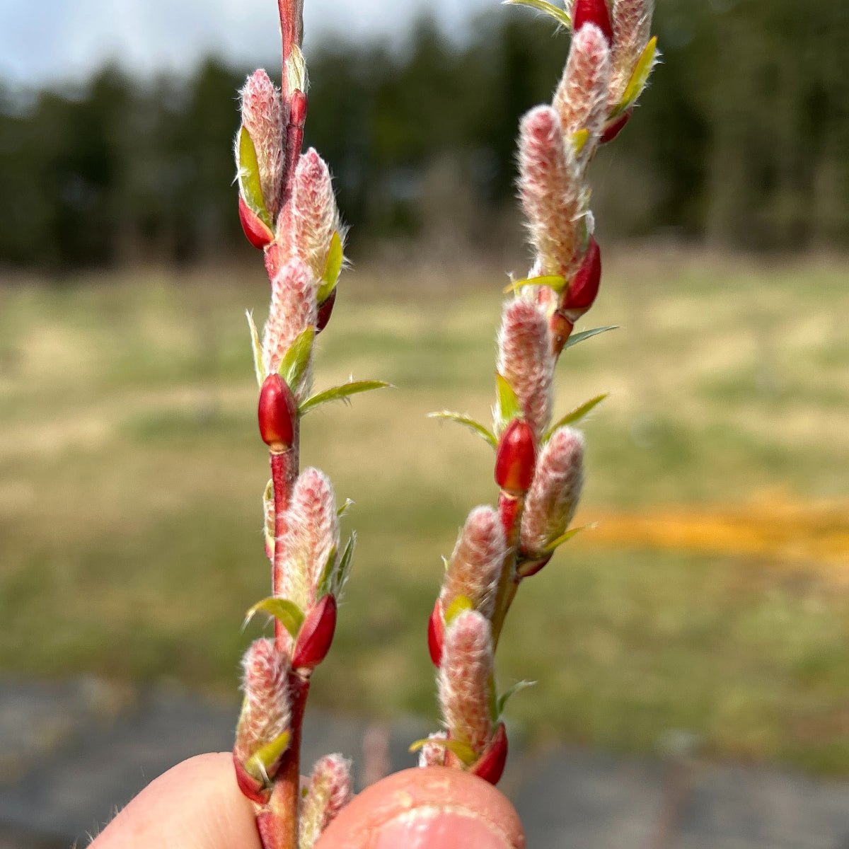 Pink Delight Willow Cutting - Dingdong's Garden