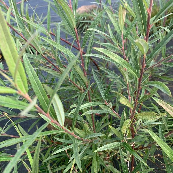 Pink Delight Willow Cutting - Dingdong's Garden