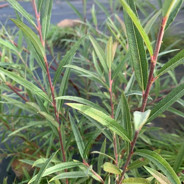 Pink Delight Willow Cutting - Dingdong's Garden