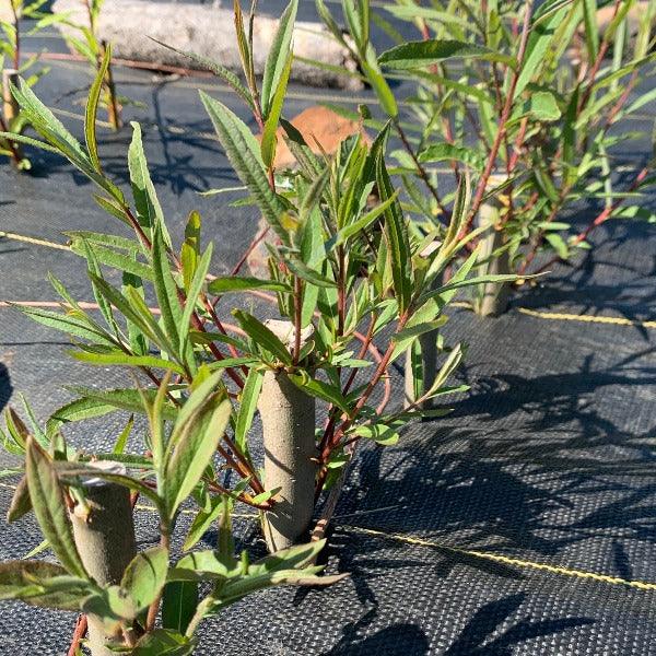 Pink Delight Willow Cutting - Dingdong's Garden