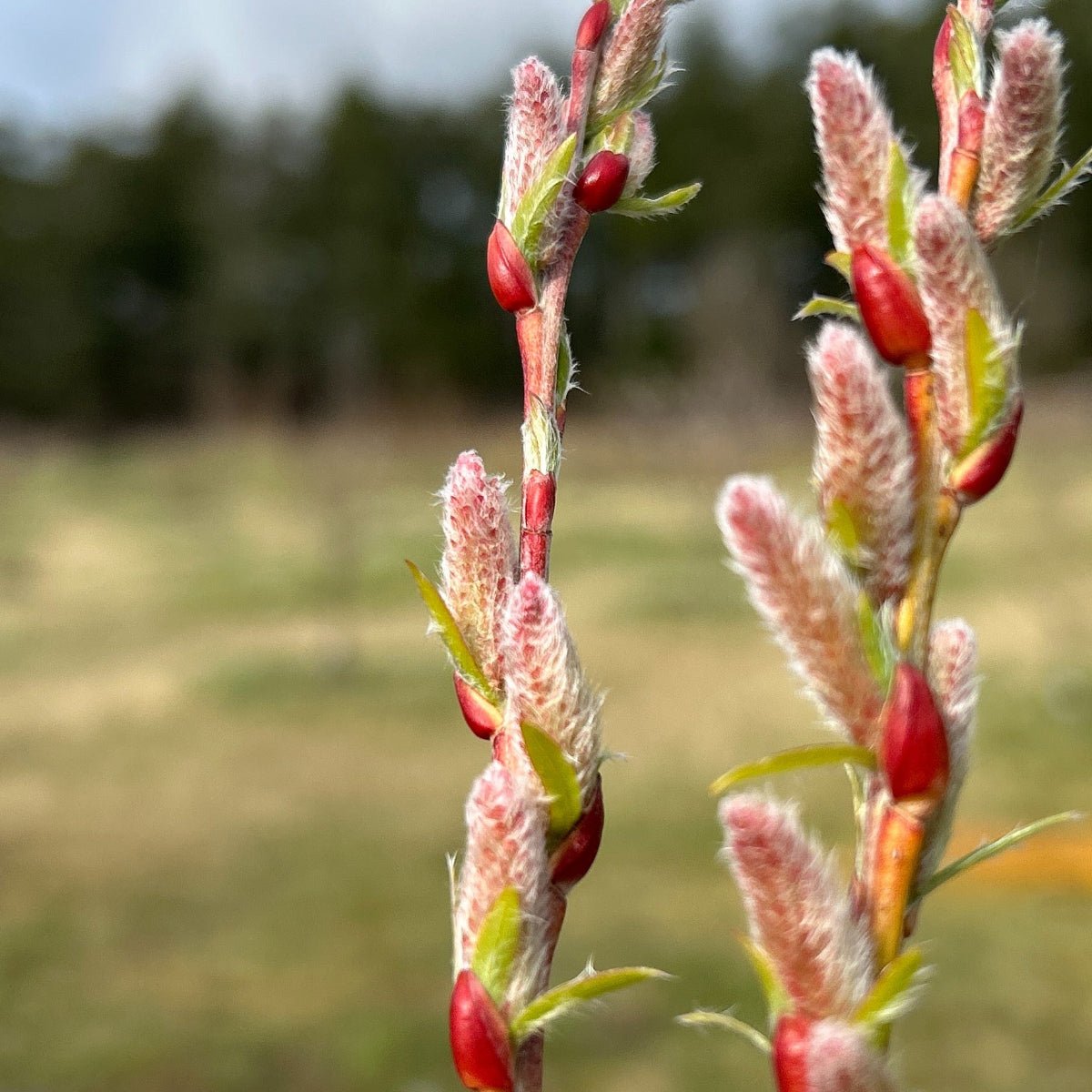 Pink Delight Willow Cutting - Dingdong's Garden