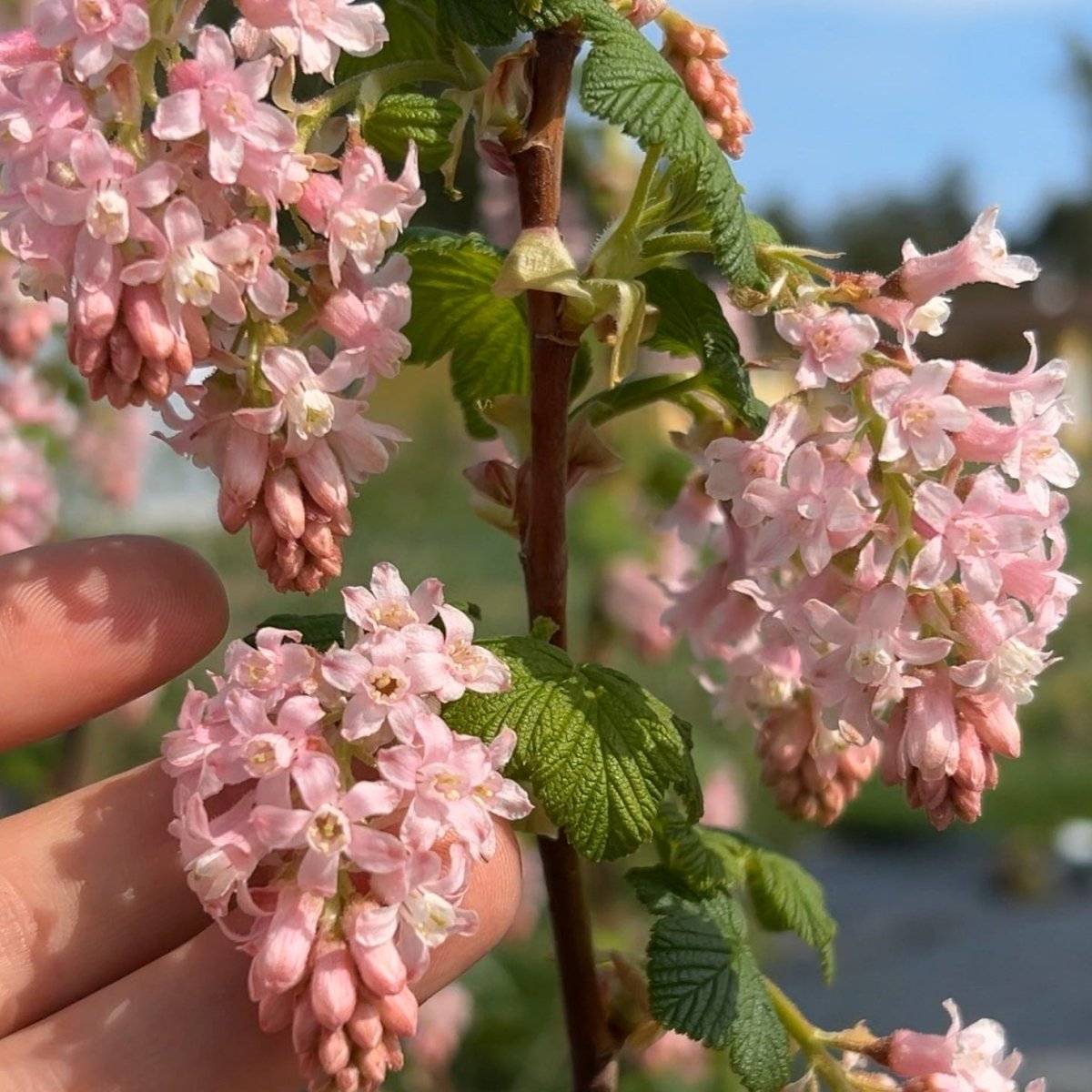 Pokey's Pink Flowering Currant Cutting - Dingdong's Garden
