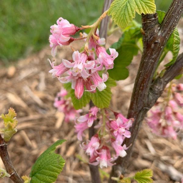 Pokey's Pink Flowering Currant Cutting