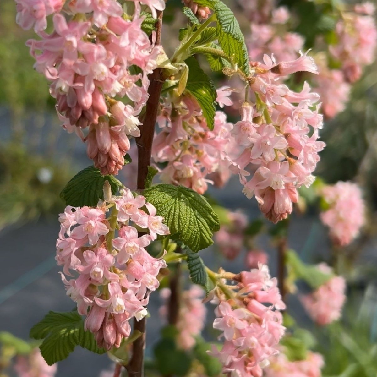 Pokey's Pink Flowering Currant Cutting - Dingdong's Garden