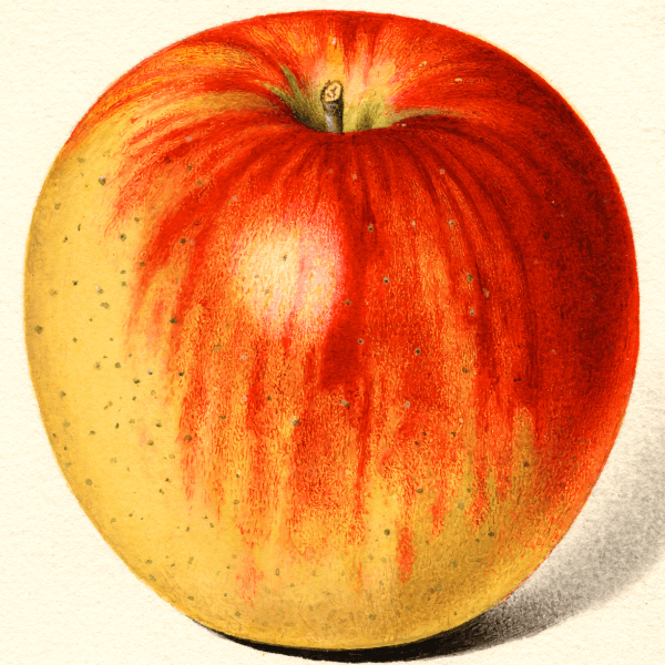 Poppleton Apple 4x6 Decorative Card - Dingdong's Garden