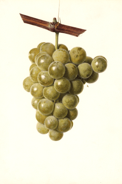 Portland Grape 4x6 Decorative Card - Dingdong's Garden