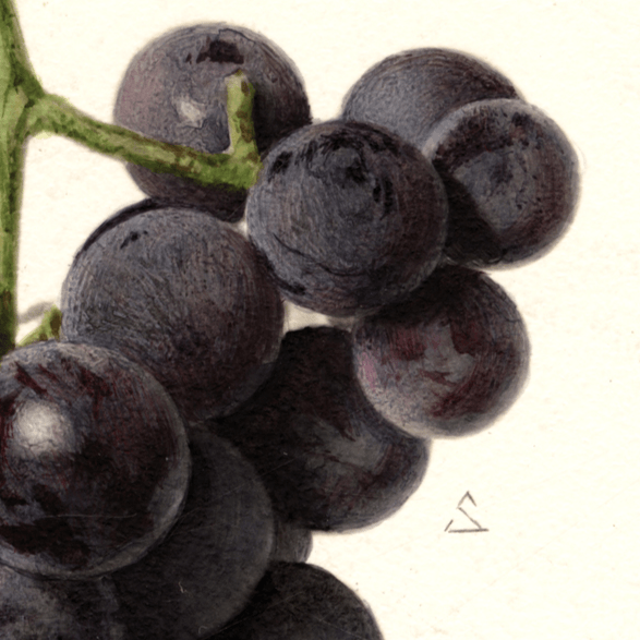 Presley Grape 4x6 Decorative Card - Dingdong's Garden