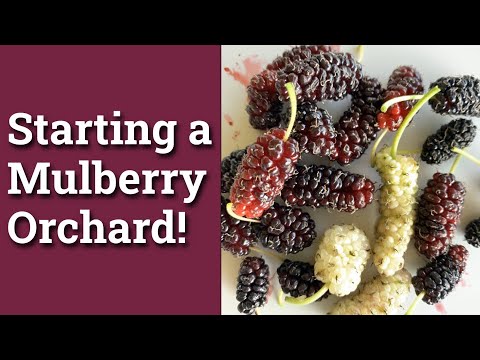 Illinois Everbearing Mulberry Cutting – Dingdong's Garden