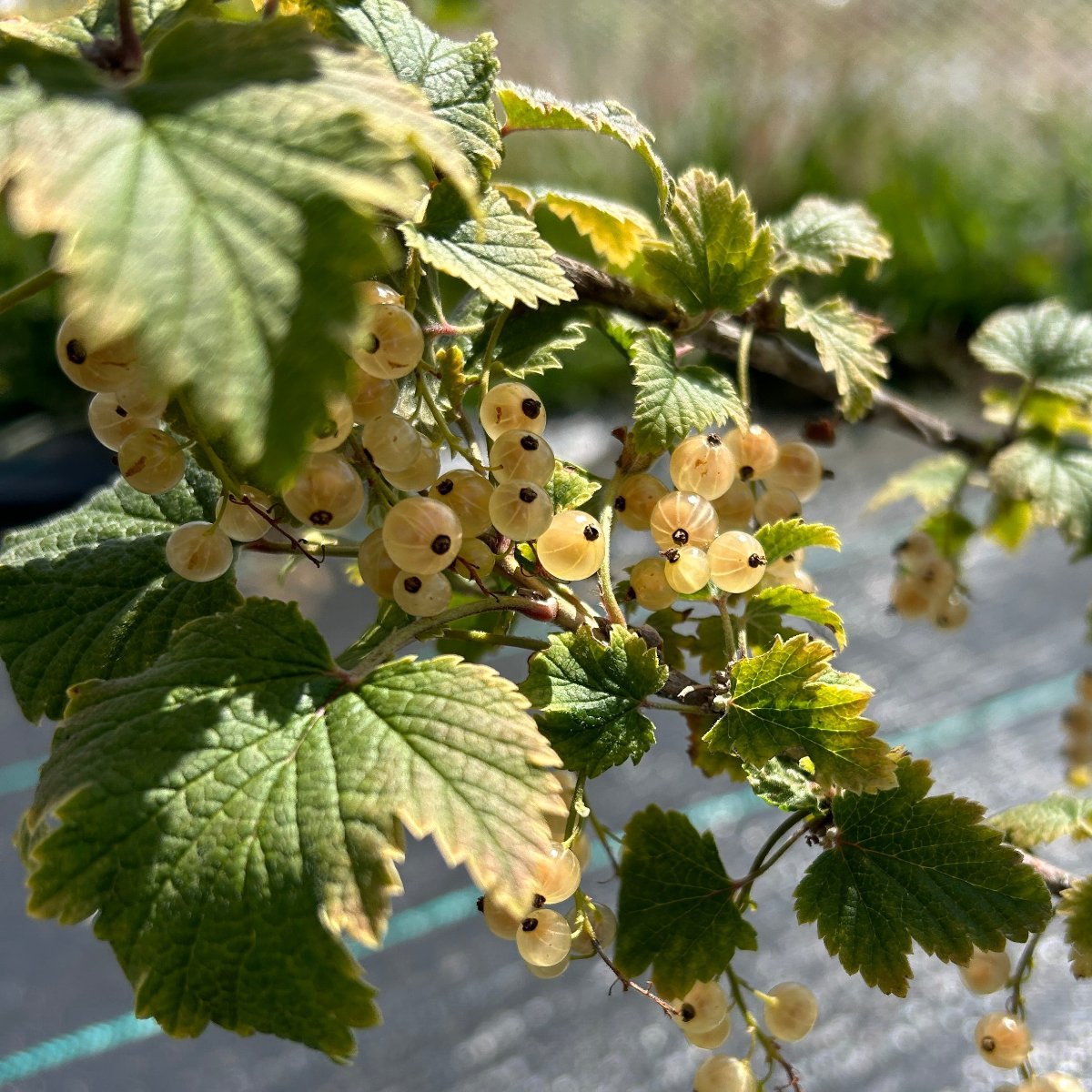 Primus White Currant Cutting - Dingdong's Garden