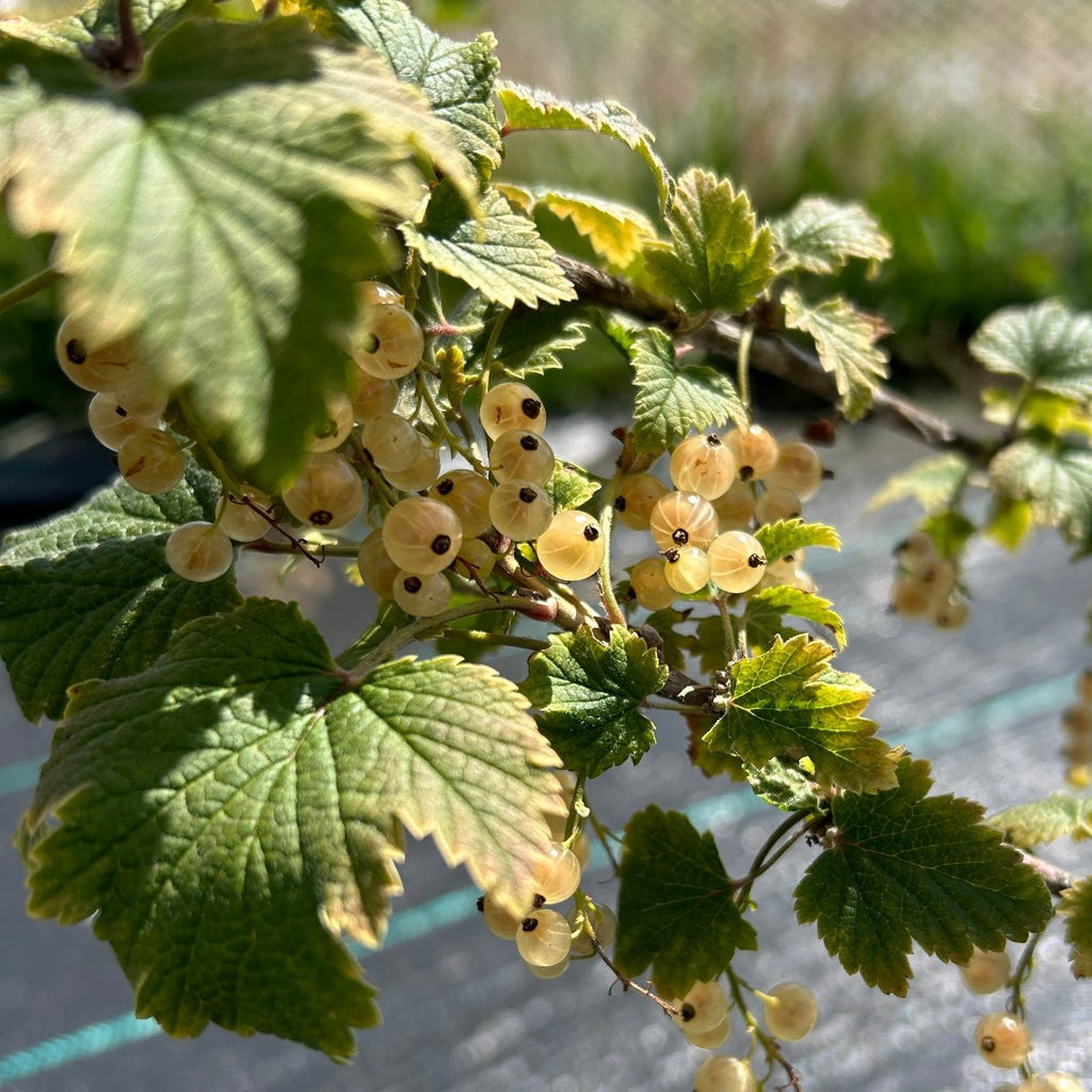 Primus White Currant Cutting
