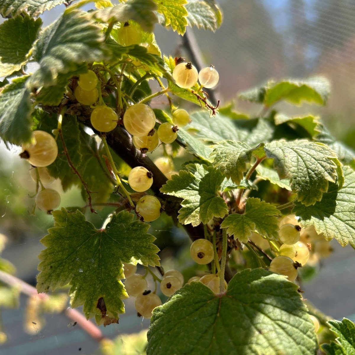 Primus White Currant Cutting - Dingdong's Garden