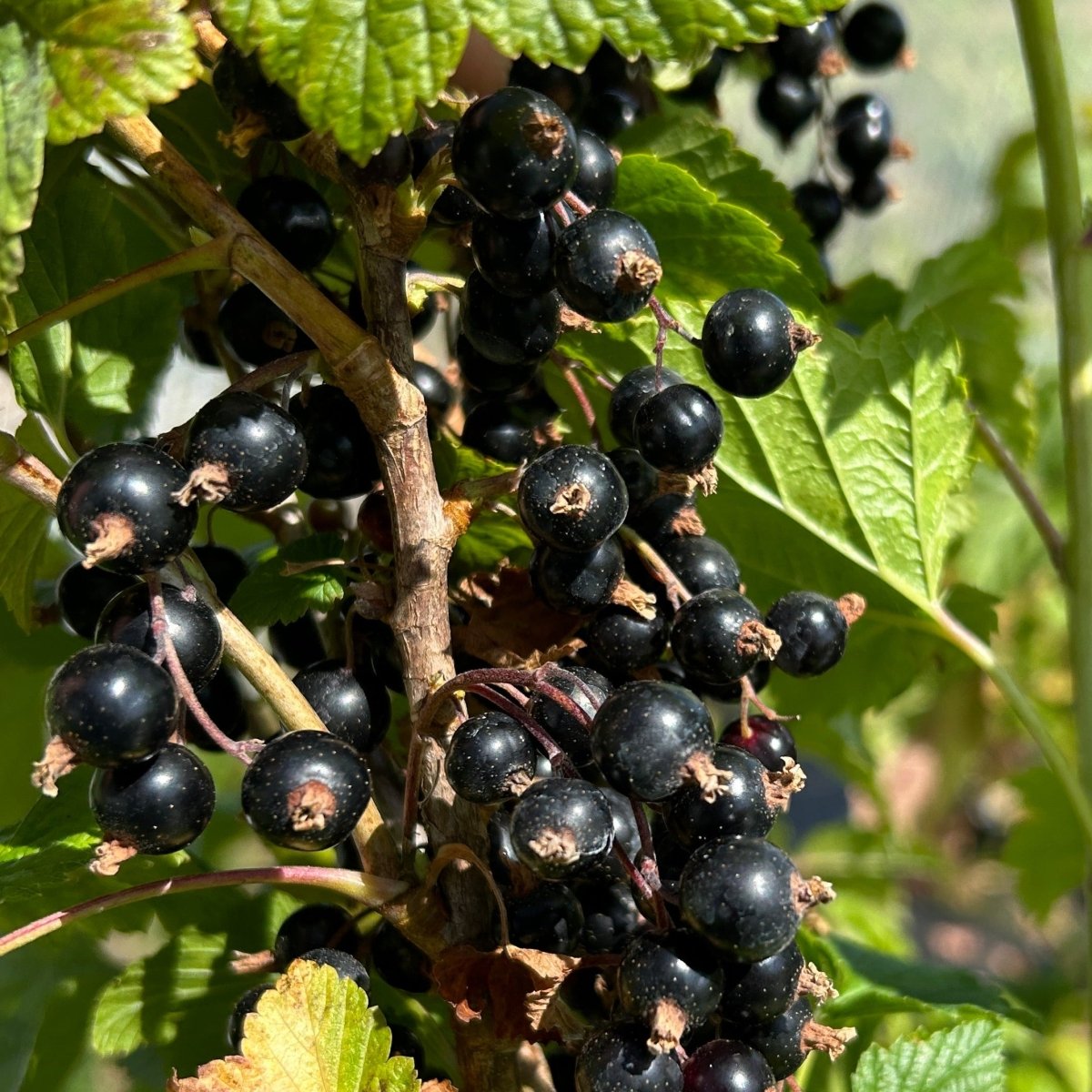 Prince Consort Black Currant Cutting - Dingdong's Garden