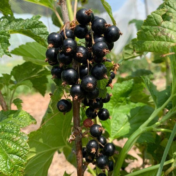 Prince Consort Black Currant Cutting - Dingdong's Garden