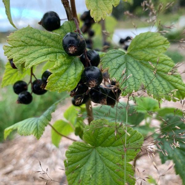 Prince Consort Black Currant Cutting - Dingdong's Garden