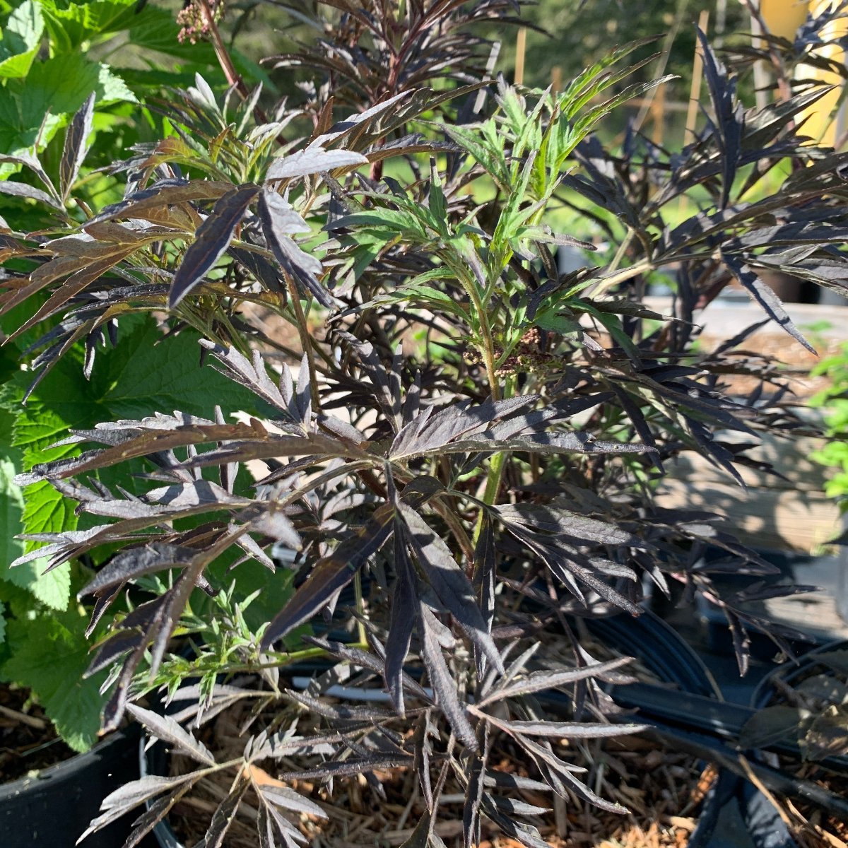 Purple Lace Elderberry Cutting - Dingdong's Garden