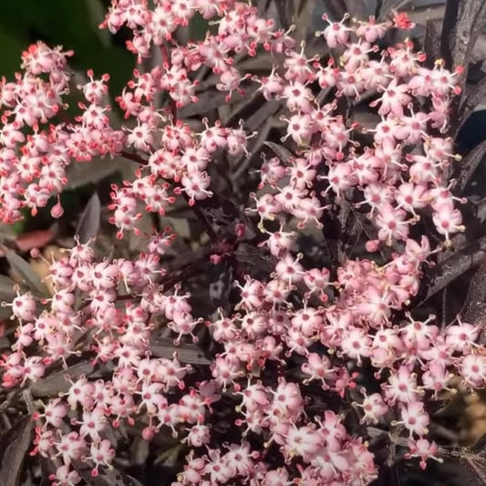 Purple Lace Elderberry Cutting - Dingdong's Garden