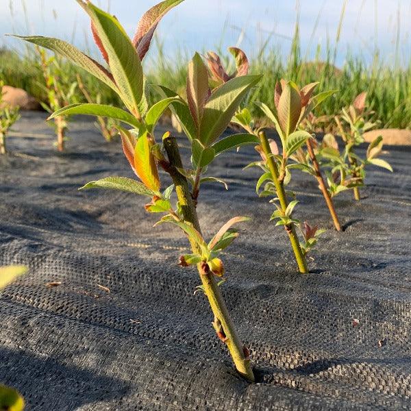 Rabbit's Foot Willow Cutting - Dingdong's Garden