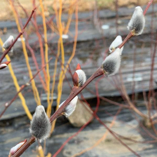 Rabbit's Foot Willow Cutting - Dingdong's Garden