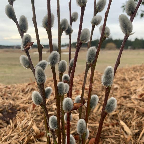 Rabbit's Foot Willow Cutting - Dingdong's Garden