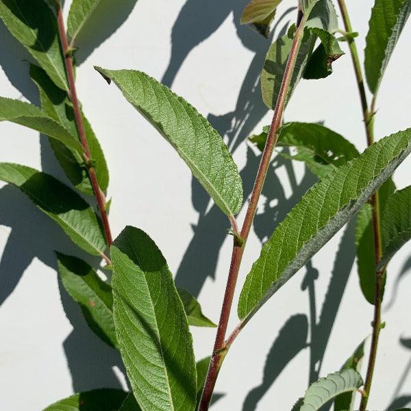 Rabbit's Foot Willow Cutting - Dingdong's Garden