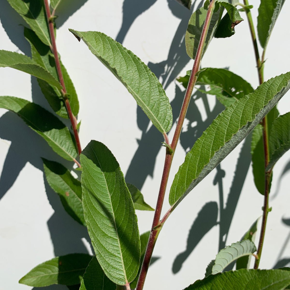 Rabbit's Foot Willow Cutting - Dingdong's Garden