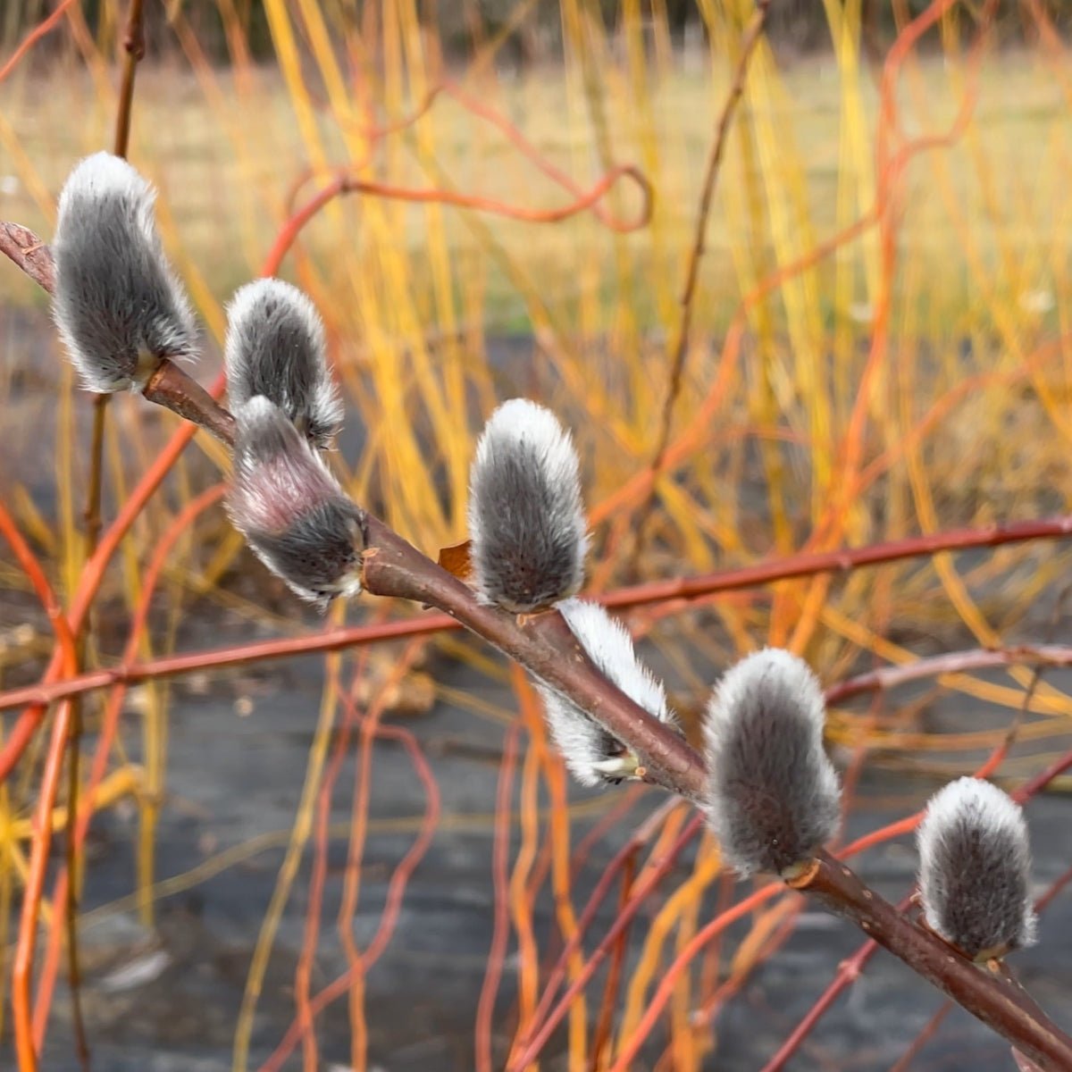 Rabbit's Foot Willow Cutting - Dingdong's Garden