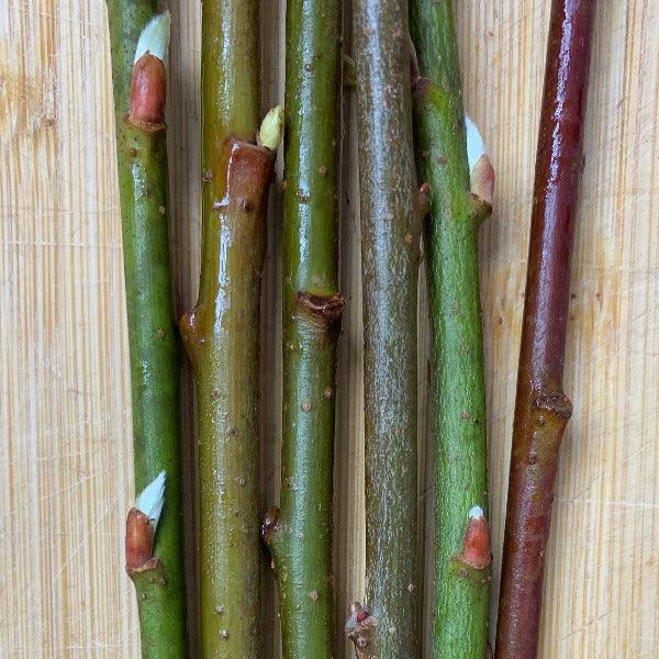 Rabbit's Foot Willow Cutting - Dingdong's Garden