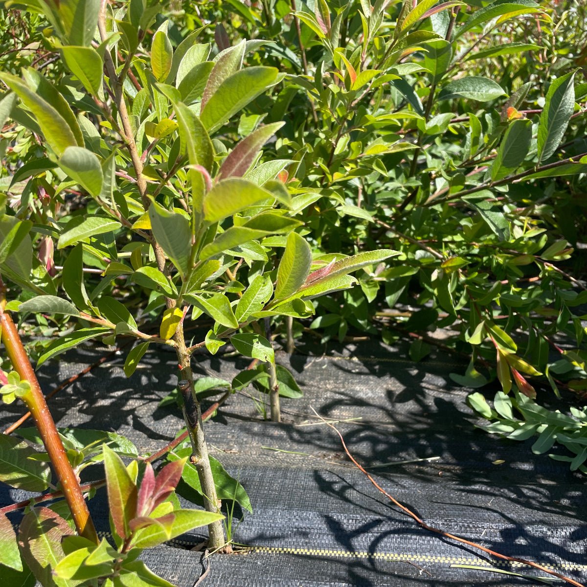 Rabbit's Foot Willow Cutting - Dingdong's Garden