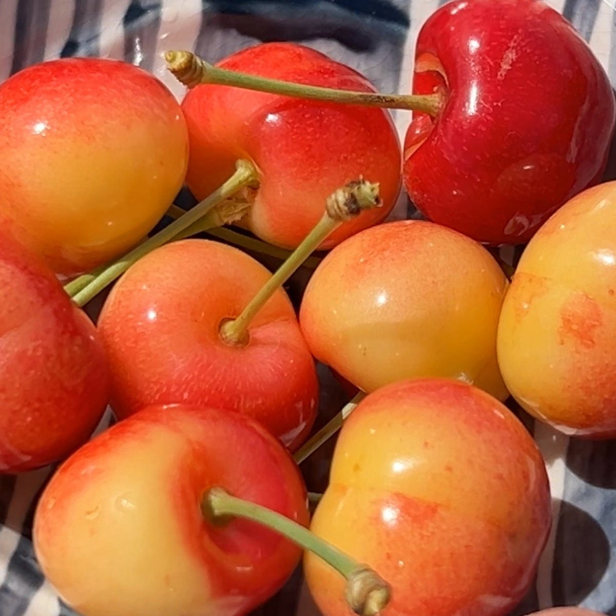 Rainier Cherry Scionwood - Dingdong's Garden