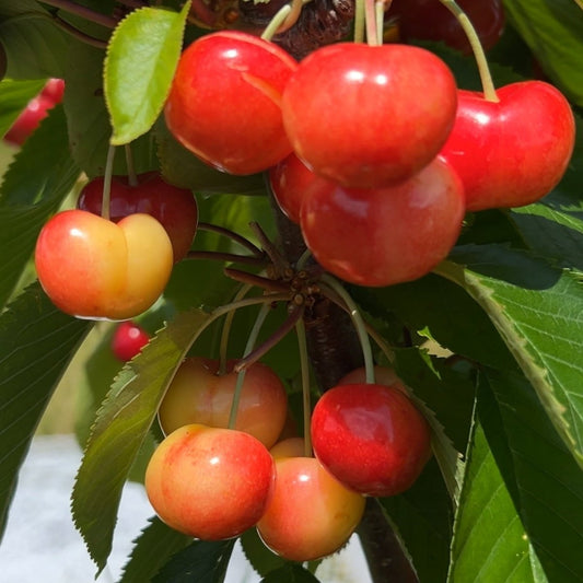 Rainier Cherry Scionwood - Dingdong's Garden