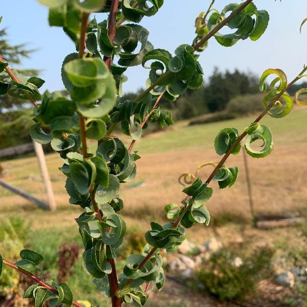 Ramshorn Willow Cutting - Dingdong's Garden