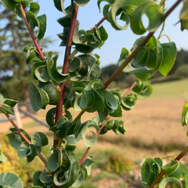 Ramshorn Willow Cutting - Dingdong's Garden