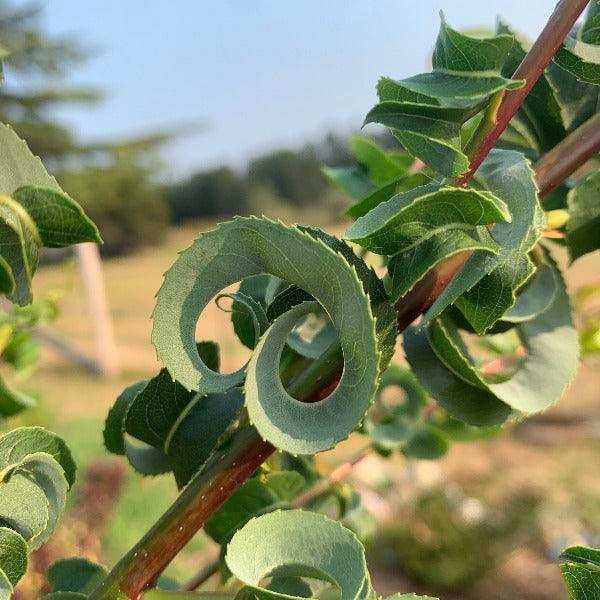 Ramshorn Willow Cutting - Dingdong's Garden