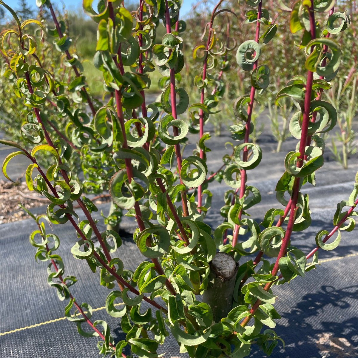 Ramshorn Willow Cutting - Dingdong's Garden