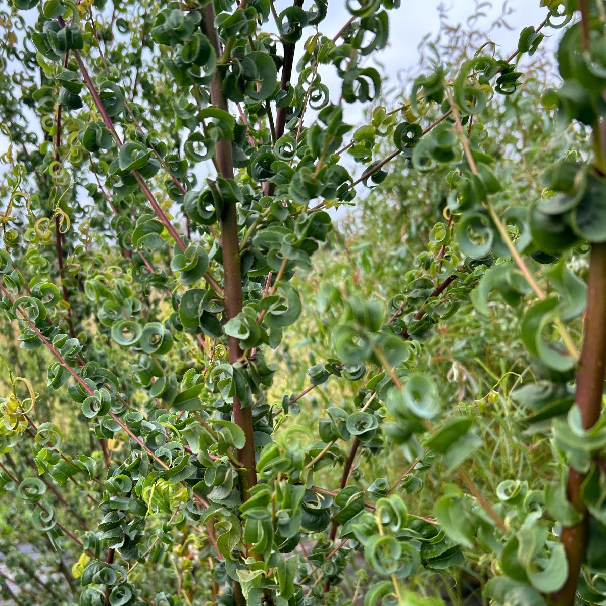 Ramshorn Willow Cutting - Dingdong's Garden