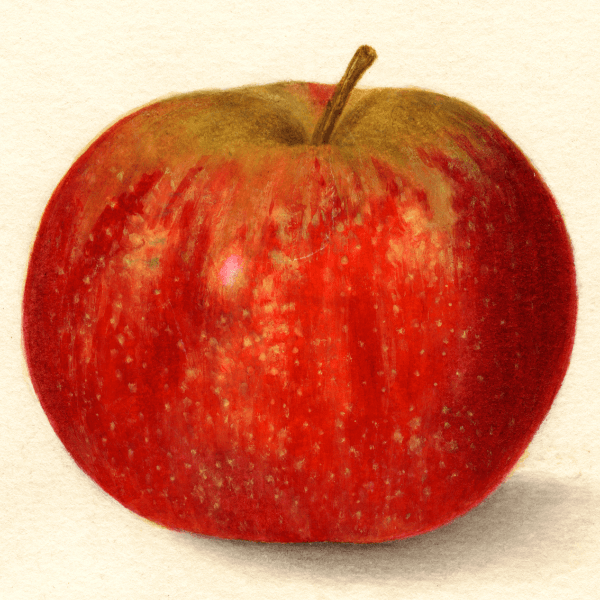 Red Astrachan Apple 4x6 Decorative Card - Dingdong's Garden