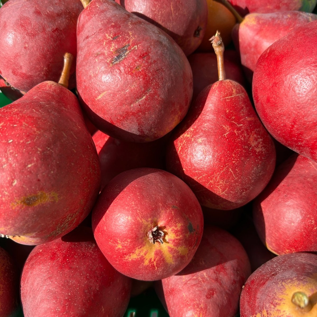 Red Clapp's Pear Scionwood - Dingdong's Garden
