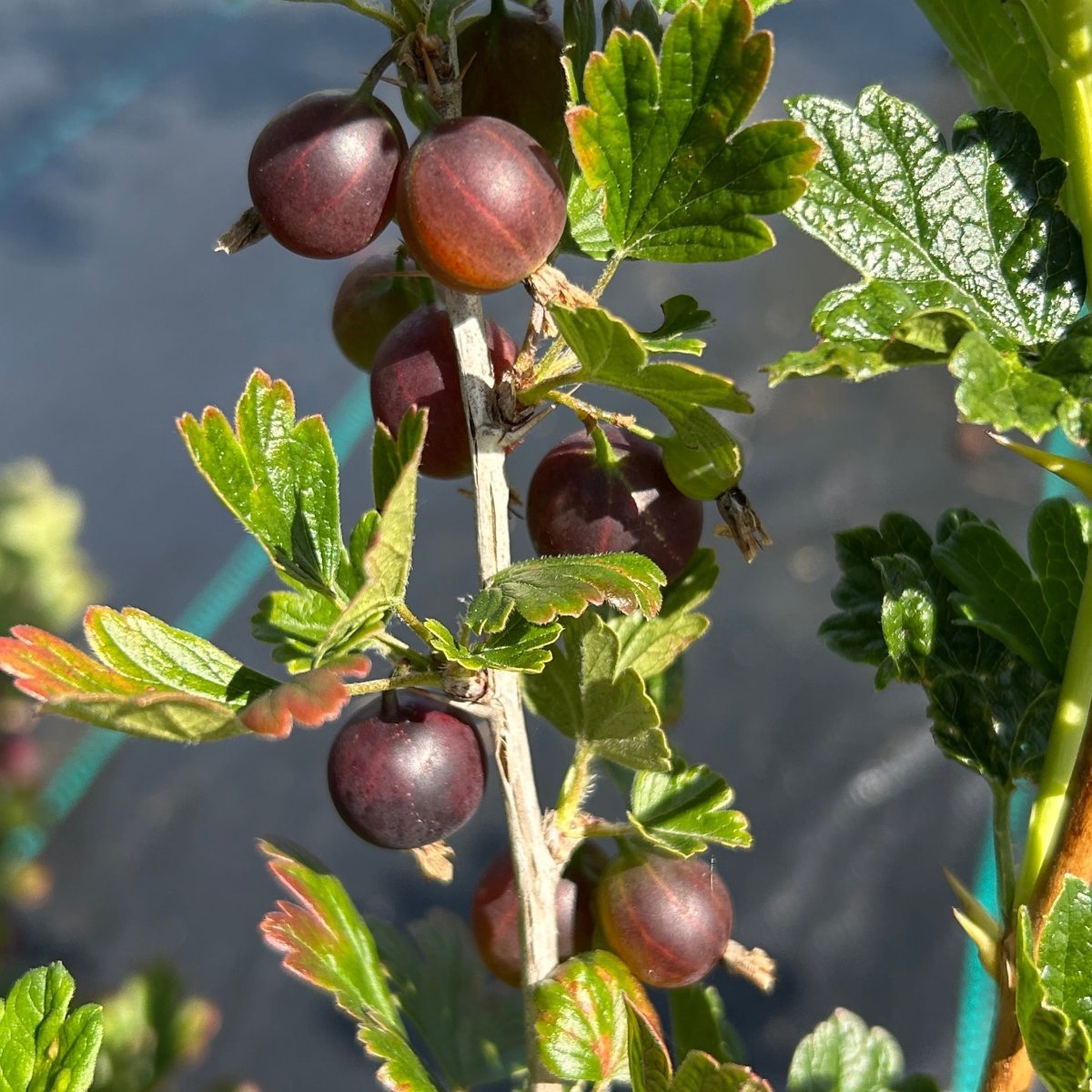 Red George Gooseberry Cutting - Dingdong's Garden