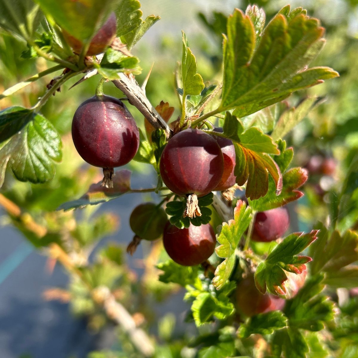 Red George Gooseberry Cutting - Dingdong's Garden