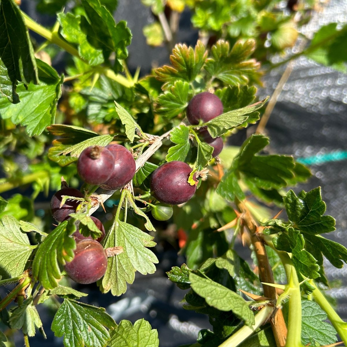 Red George Gooseberry Cutting - Dingdong's Garden