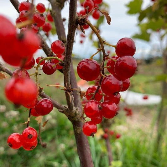 Red Lake Red Currant Cutting - Dingdong's Garden